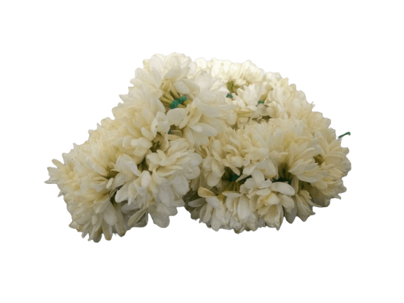 Jasmine Flowers