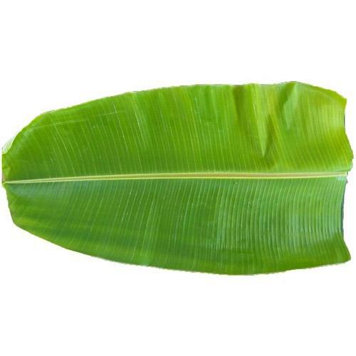 Banana Leaf